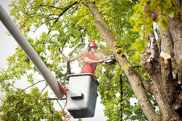 Best Tree Maintenance Programs  in Belmont, WI